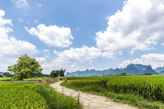 田间小路