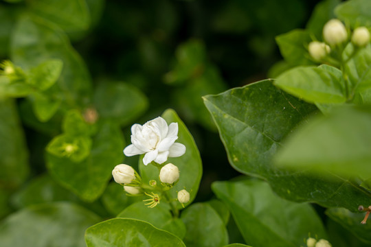 茉莉花