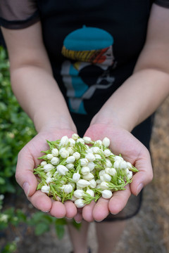 茉莉花采摘