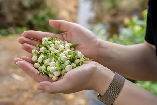 茉莉花蕾