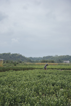 茉莉花采摘