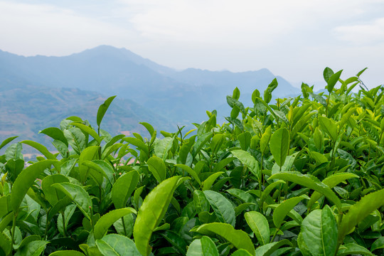 铁观音茶山