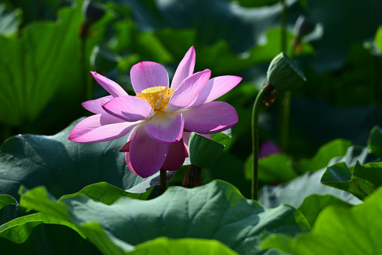 荷花