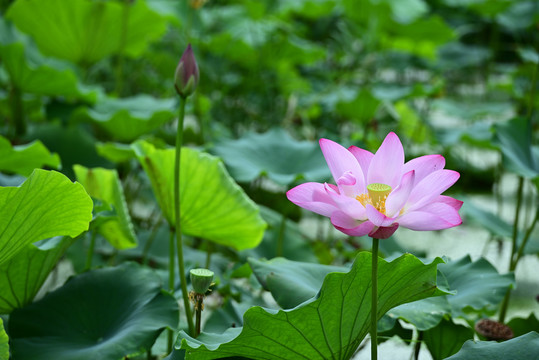 荷花