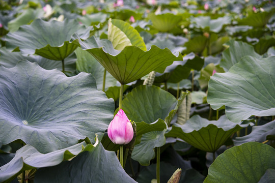 池塘荷花