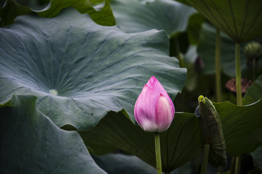 池塘荷花