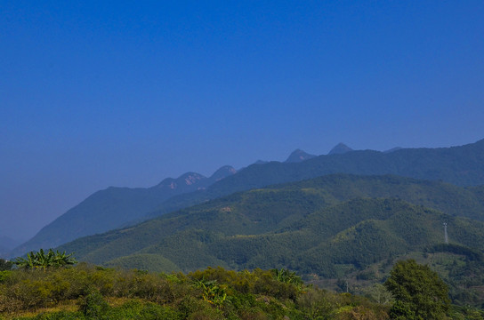 广东鸡枕山