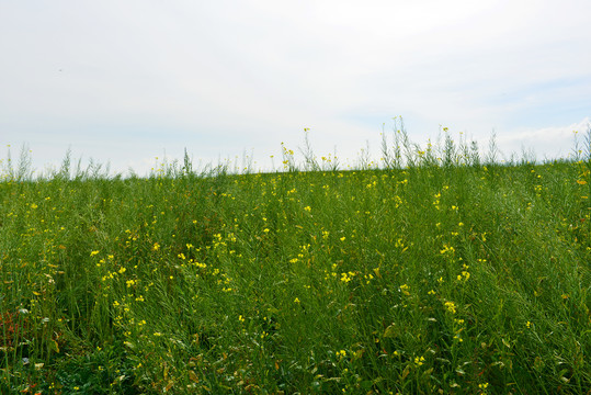 油菜花