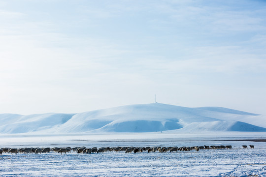 冬季草原雪原牧场羊群