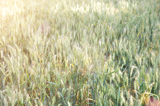 大面积带着青涩即将成熟的麦子