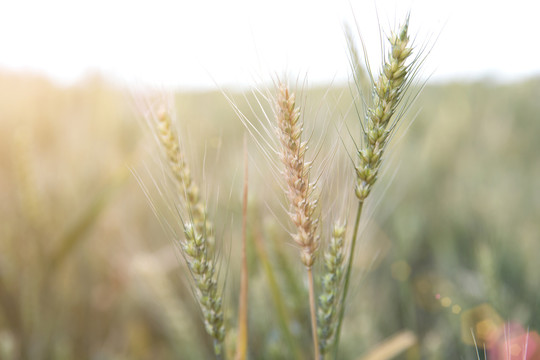 夏季农田里即将成熟的小麦