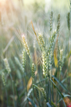 夏季麦田里即将成熟的麦子