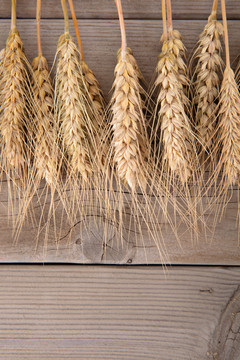木板背景上摆着一排成熟的麦穗