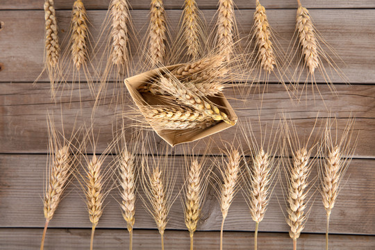 两排排列整齐的成熟麦子