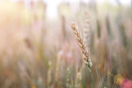 夏天户外田里即将成熟的小麦麦穗