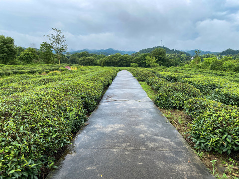 茶林小路