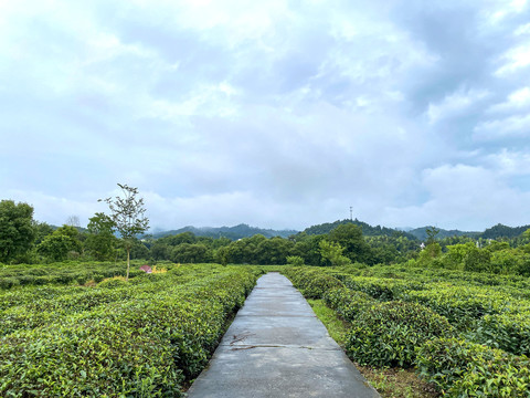 茶林小道