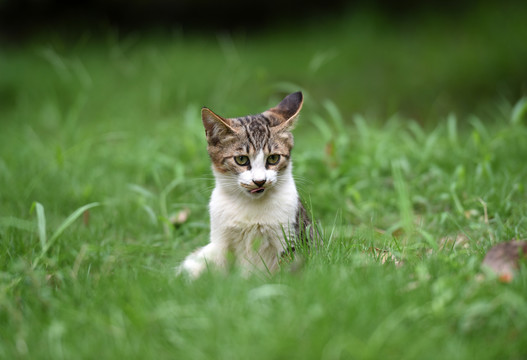 一群野外流浪猫