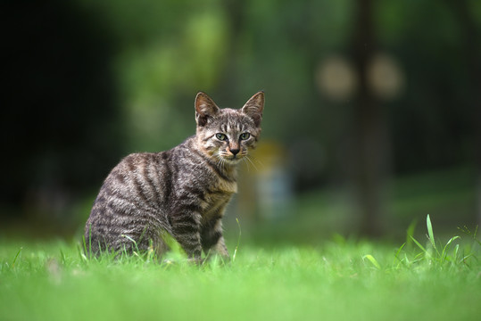 一群野外流浪猫