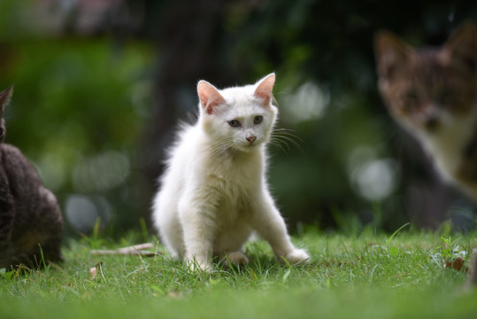 一群野外流浪猫