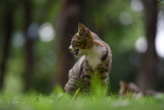 一群野外流浪猫