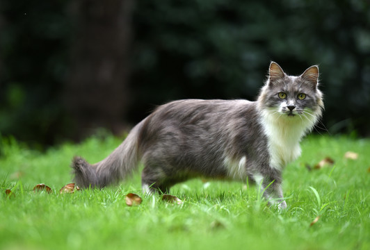 一群野外流浪猫