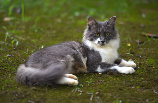 一群野外流浪猫