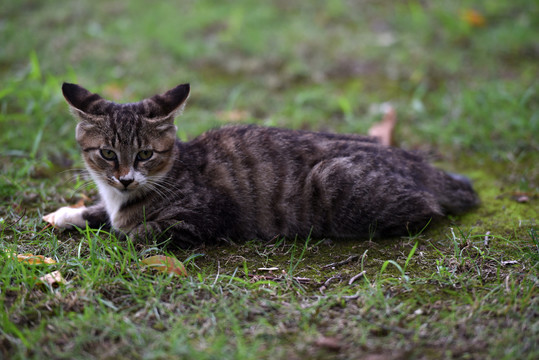 一群野外流浪猫