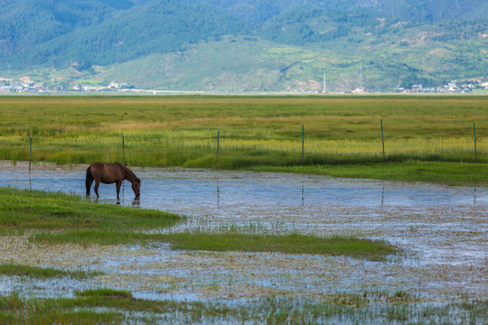 香格里拉纳帕海依拉草原