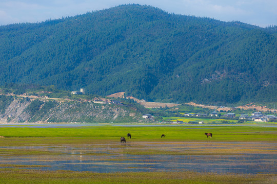 香格里拉纳帕海依拉草原