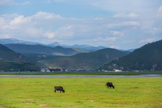 香格里拉纳帕海依拉草原