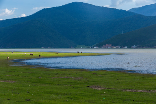 香格里拉纳帕海依拉草原