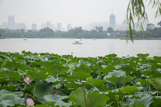 大明湖