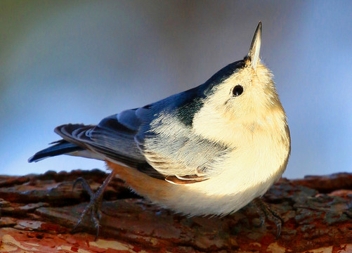 黑頭鳾