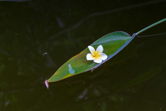 鸡蛋花