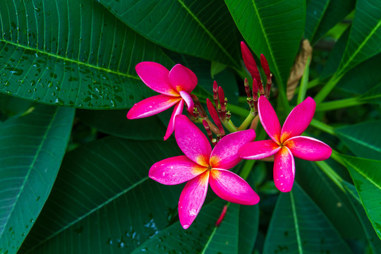 红色鸡蛋花