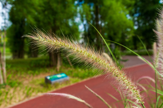 狗尾巴草