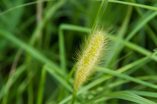 南宁园博园狗尾巴草