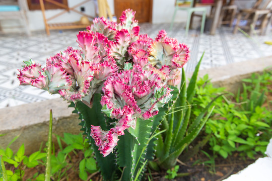 防城港可可托海景区仙人掌开花