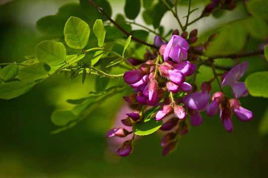 紫槐花