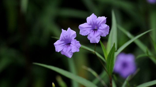 蓝花草