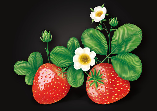 草莓植物手繪插畫