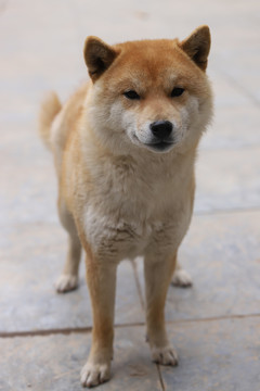 秋田犬