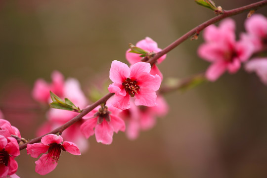 桃花