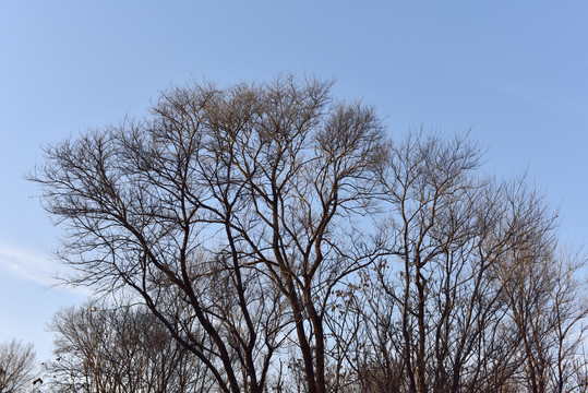 干树枝