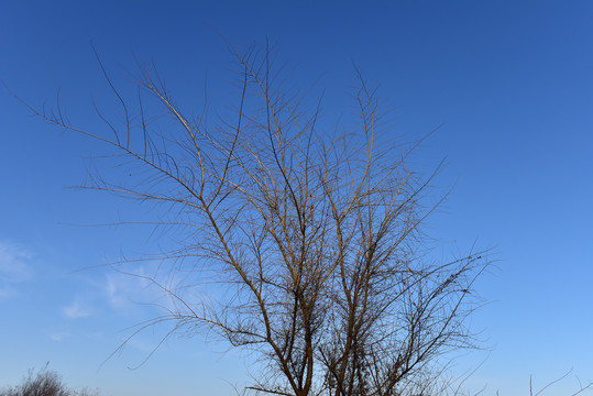 干树枝