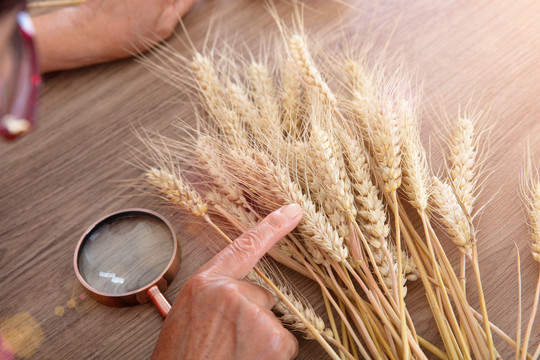 农业科学家正在研究成熟的小麦