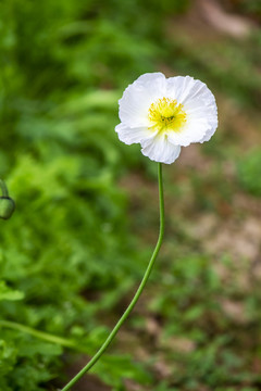 一朵小白花