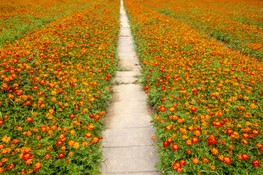 花间小路