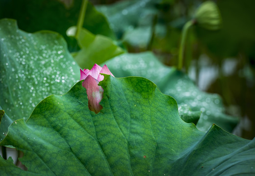 荷花